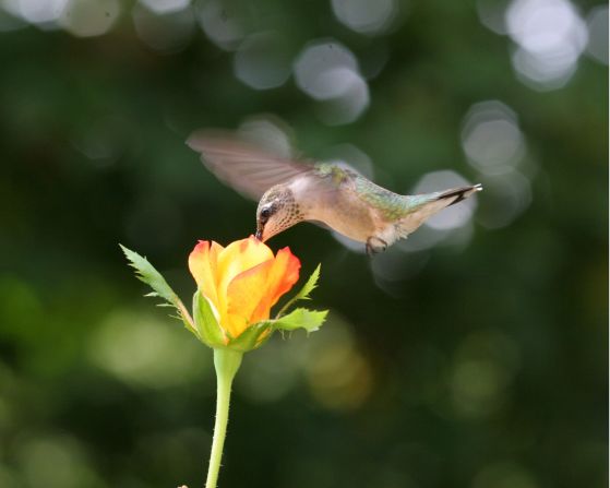 <a href="http://ireport.cnn.com/docs/DOC-1156169">David Pass</a> put a few drops of home-brewed nectar in a flower pot to entice the ruby-throated hummingbirds to his deck in Kennesaw, Georgia. Then he sat there for hours a day until the tiny birds got used to him, "each day inching my chair closer to the rose until I got this shot." 