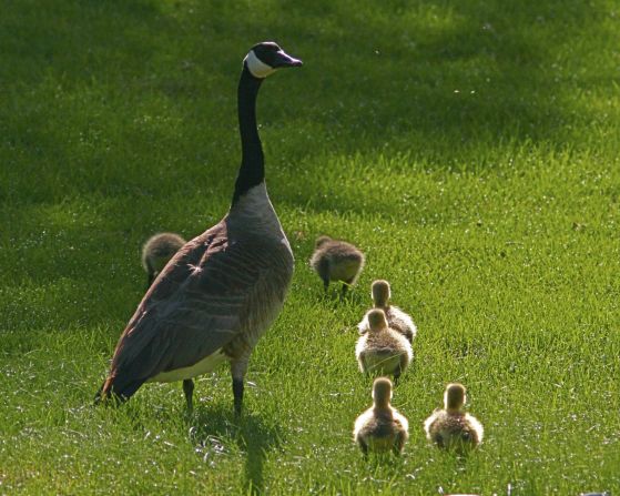A mother goose <a href="http://ireport.cnn.com/docs/DOC-1156465">watches over her clan</a> in Fort Collins, Colorado. "She was so protective of her offspring," David Pass said, "craning her neck looking around for potential trouble while her goslings were oblivious and just enjoying their romp through the grass."