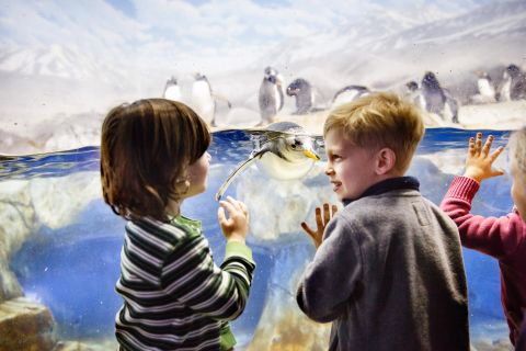 Two Tennessee aquariums among the world's top five? TripAdvisor users say so, picking the Tennessee Aquarium in Chattanooga as number four overall.