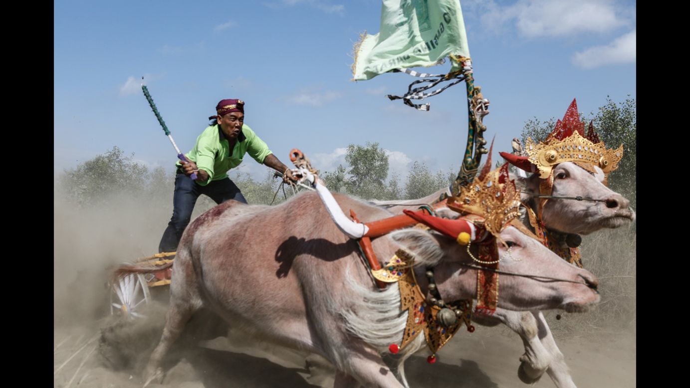A contestant competes in Mekepung, a traditional water buffalo race, near Negara, Indonesia, on Sunday, August 3.