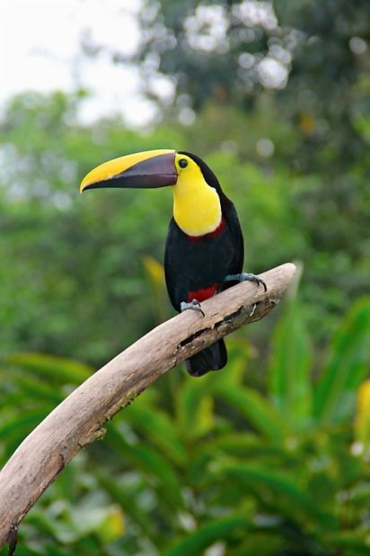 Black-mandibled toucans were frequent visitors during breakfast at the Lost Iguana resort in Costa Rica when <a href="http://ireport.cnn.com/docs/DOC-1157981">Marjorie Zen</a> visited in 2012.