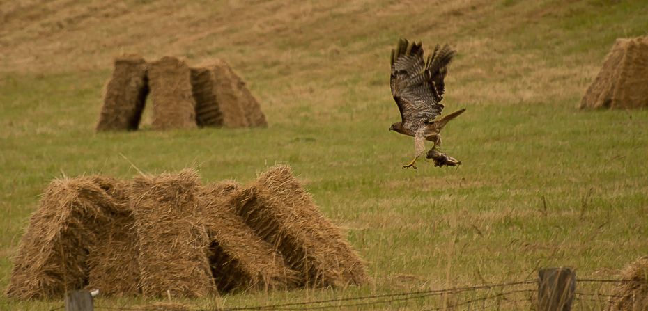 A red-tailed hawk hunts rodents in a freshly cut hay field on Whidbey Island in Washington. "Birds are the perfect photographic subjects," said <a href="http://ireport.cnn.com/docs/DOC-1155218">Doug Whidby</a>. "Their ability to fly is always a point of curiosity, and the details in their markings are stunning if you can capture them." 