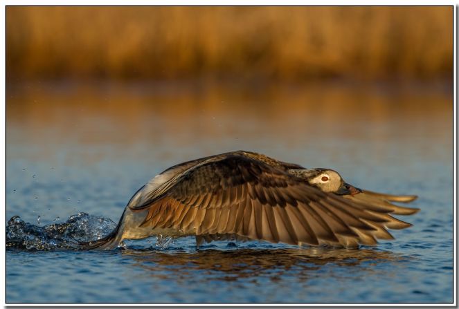 A bird photography workshop took California veterinarian <a href="http://ireport.cnn.com/docs/DOC-1156312">Polina Vishkautsan</a> to Barrow, Alaska, where she waded in the wet tundra and encountered this long-tailed duck in a little pond.