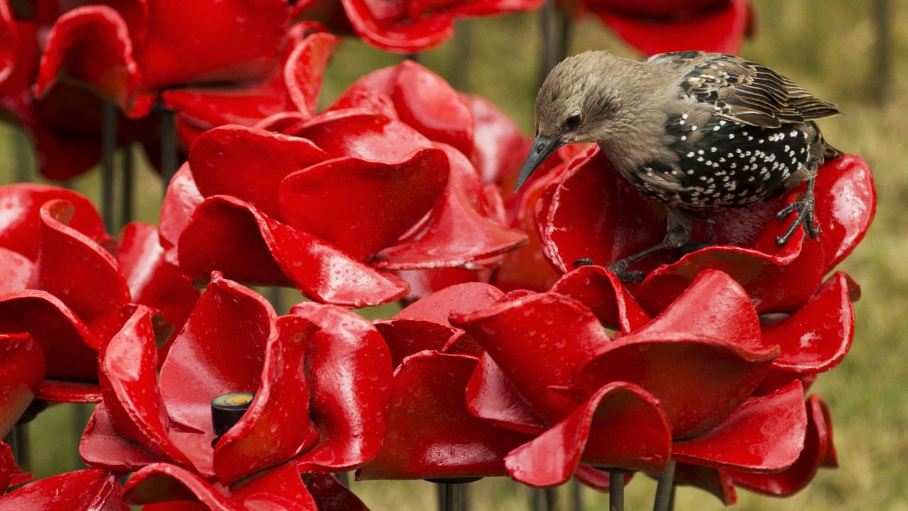A bird stands on one of the ceramic poppies on August 5. Poppies have long been used as a symbol to remember those killed in conflict, particularly during the two world wars that consumed Europe in the 20th century.
