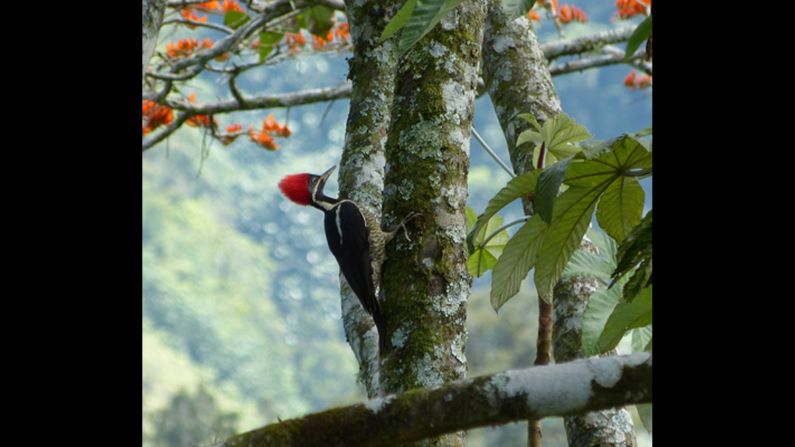 While stopped along a section of mountain road between Vara Blanca and San Miguel, Costa Rica, <a href="http://ireport.cnn.com/docs/DOC-1155858">Jack Donnelly</a> happened to catch this shot of a lineated woodpecker.