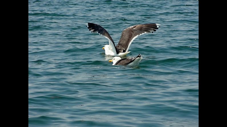 A <a href="http://ireport.cnn.com/docs/DOC-1155354">great black-backed gull </a>joins his buddy in New York's Long Island Sound to go for a swim, or maybe, to fish. 