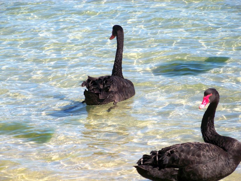 Daniel Beaujouan likes to visit Western Australia's <a href="http://ireport.cnn.com/docs/DOC-1151357">Swan River</a> to relax after a long day at work in Fremantle. Visitors can spot the river's trademark black swans or even scuba dive at its deepest point. 