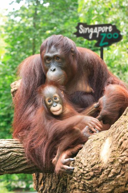 Number five on TripAdvisor's list of top world zoos, Singapore Zoo gets visitors close to a variety of animals.