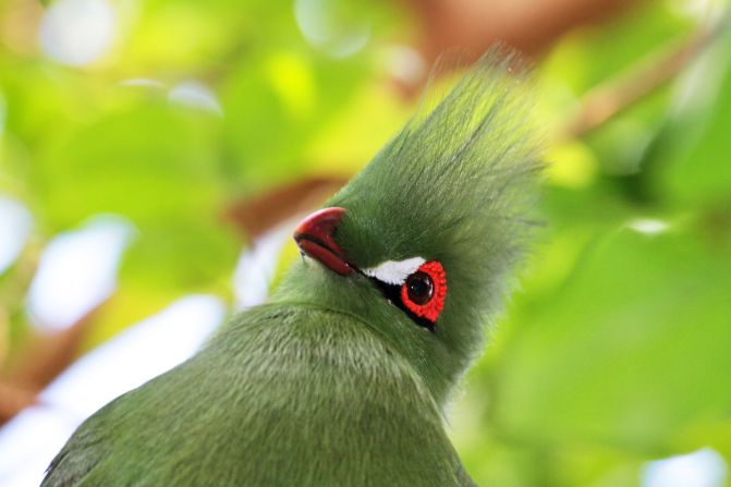 The birds of the Bloedel Conservatory in Vancouver, British Columbia, include the Guinea turaco, "a secretive and gorgeous" creature that <a href="http://ireport.cnn.com/docs/DOC-964399">Eric Rossicci</a> felt lucky to photograph.