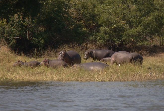 Though not as famous for its safaris as nearby Zambia and Tanzania, Malawi is still a great place to spot the "big five." 
