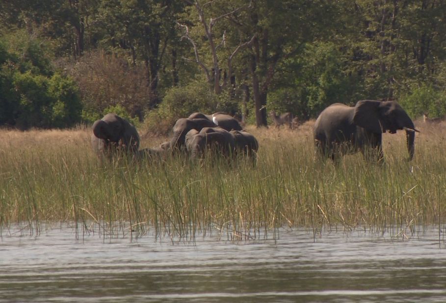 Liwonde National Park alone houses around 2,000 hippos and 500 elephants, plus 360 species of birds.