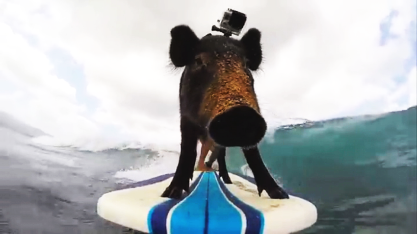 kama surfing pig01