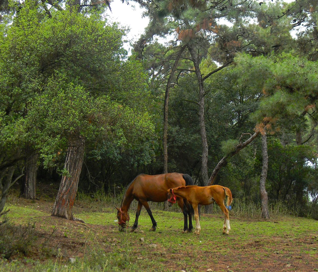 Buyukada Island is one of the largest and most popular of the Princes' Islands.