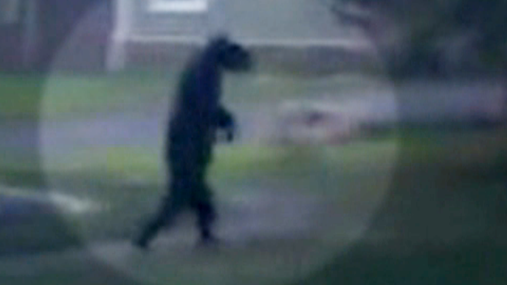 Creature resembling Bigfoot caught on camera walking across