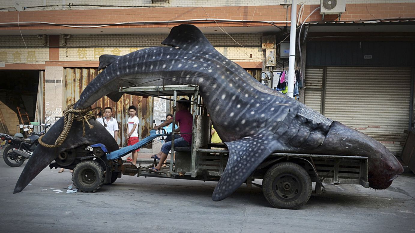 A fisherman in China's Yangzhi County transports a dead whale shark, which had gotten caught in a fisherman's net, on Friday, August 1. According to local media, the shark weights more than 2 tons and is nearly 5 meters (16.4 feet) long.