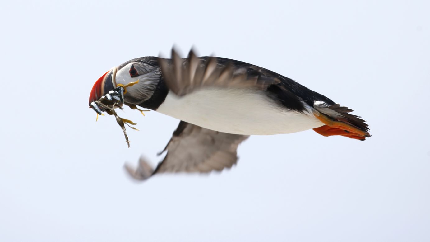 An Atlantic puffin carries small fish in its beak to feed its chicks on Eastern Egg Rock, a small island off the coast of Maine, on Friday, August 1.