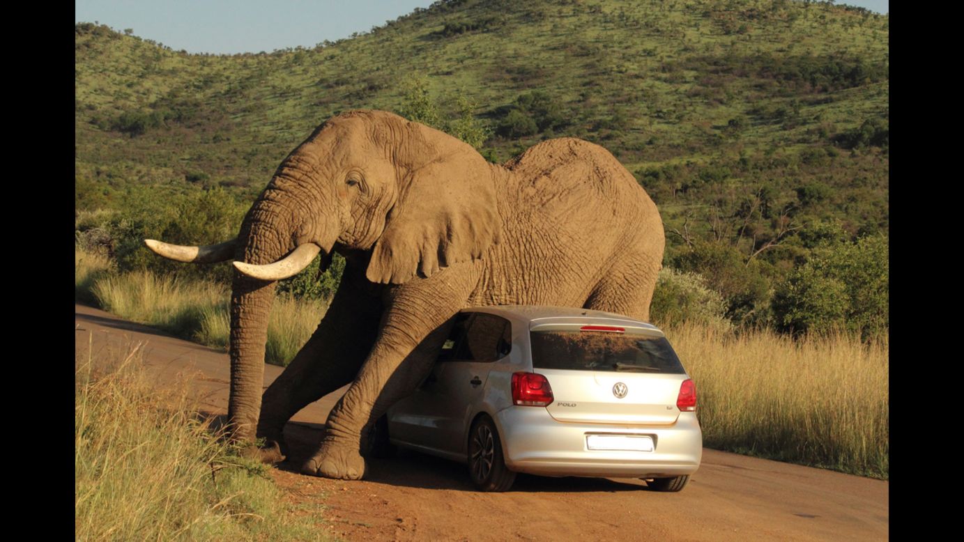 In this photo released Wednesday, August 6, an elephant relieves an itch on a small car in South Africa's Pilanesberg National Park. The two passengers in the car were shaken up but not injured.