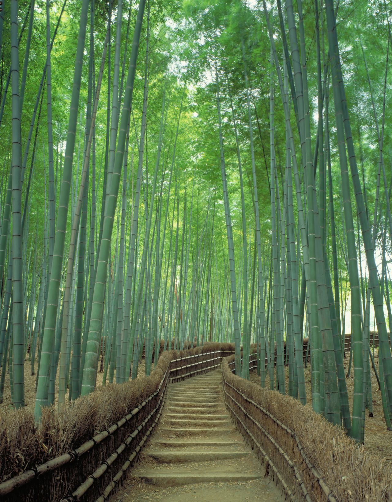 Kyoto's Sagano Bamboo Forest is considered one of the world's most beautiful forests. Not hard to see why.