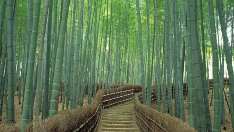 Japan's Sagano Bamboo Forest. 