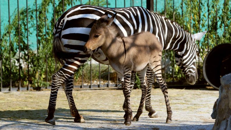 New baby zonkey Telegraph hangs out with his zebra mom at the Taigan zoo park in southern Crimea. Strange. No sign of his deadbeat donkey dad. What an ass.