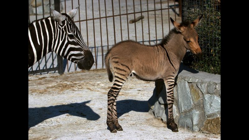 Apparently This Matters: Congratulations! It's a … zonkey? | CNN