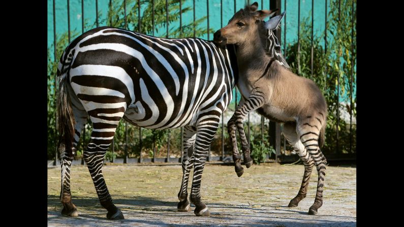 "Mom, why do the other kids call me Zebroid?"