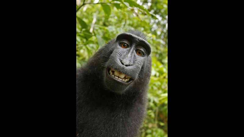 Smiling Monkey Selfie