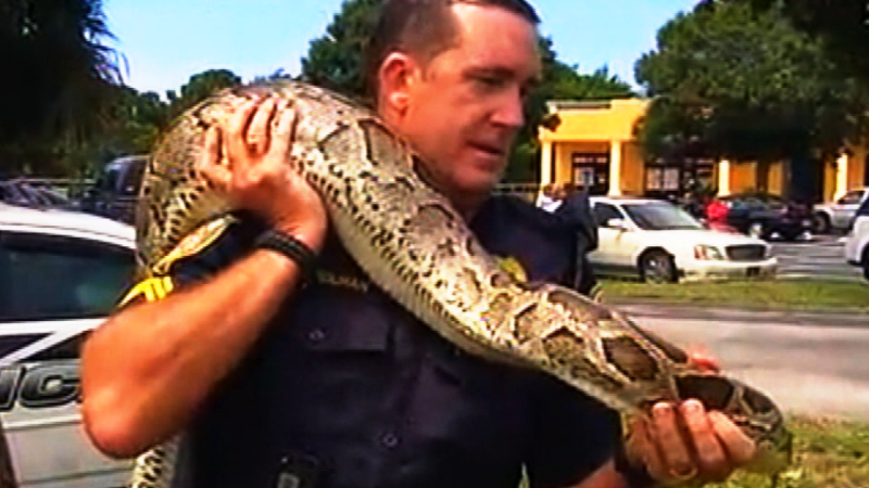 Cops: 12-foot python strangles cat | CNN