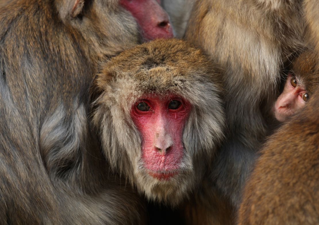 The Iwatayama Monkey Park is home to over 100 Japanese macaques. 