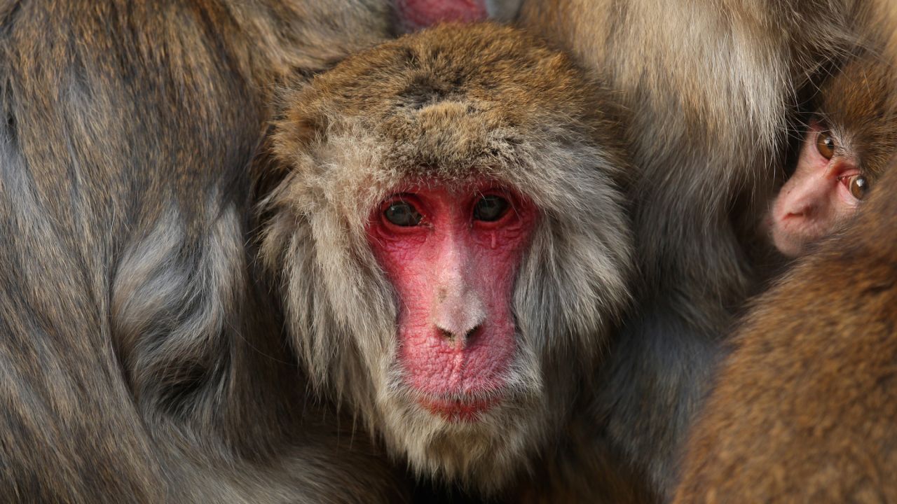 The Iwatayama Monkey Park is home to over 100 Japanese macaques. 