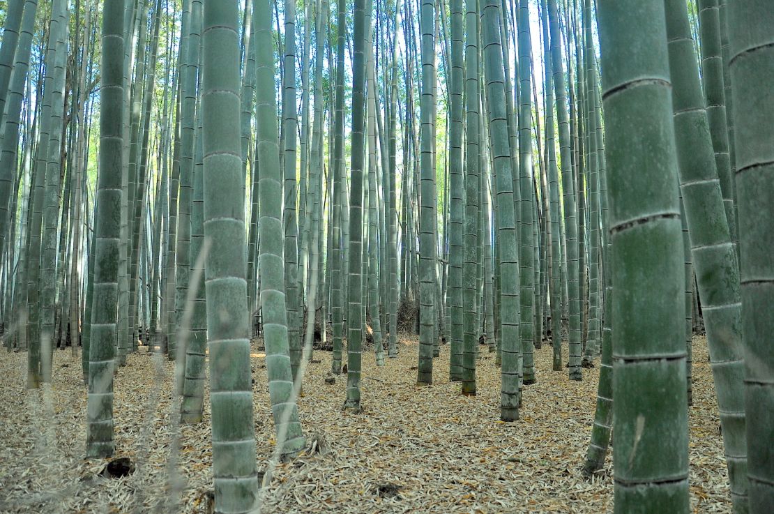 Closeup of the forest