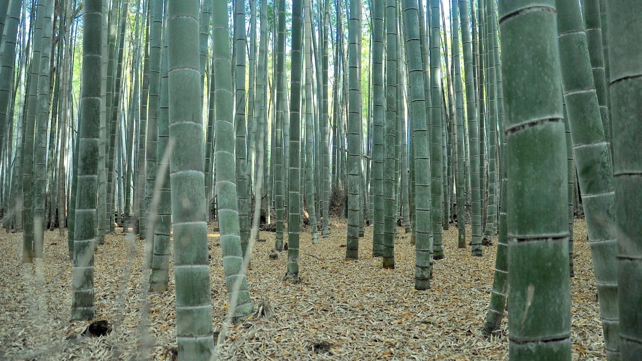 Closeup of the forest