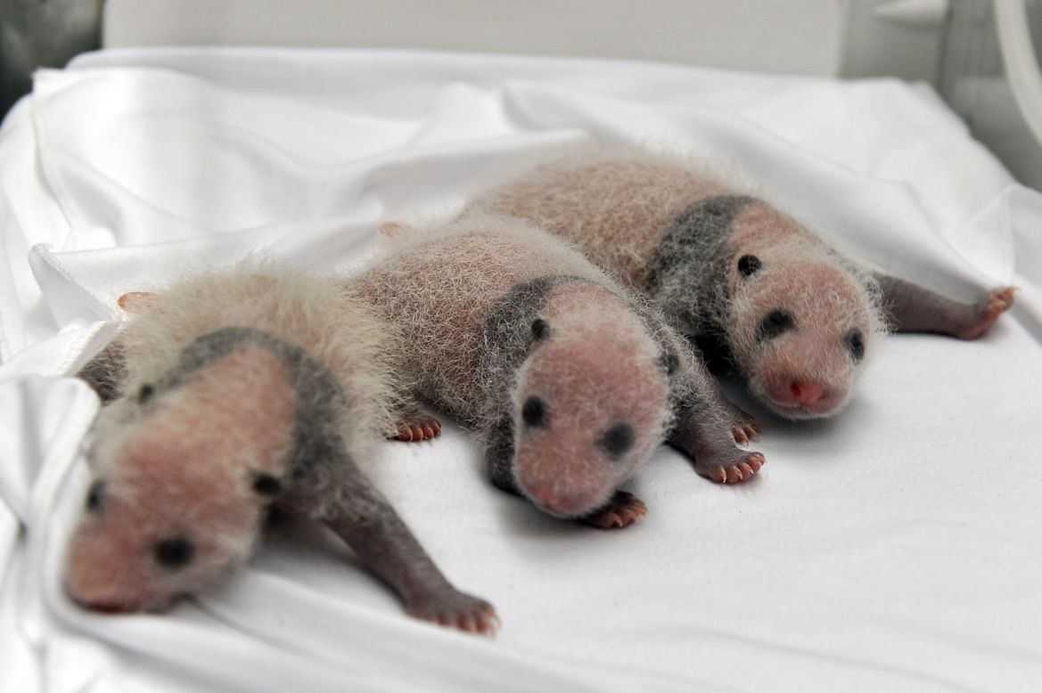 AUGUST 12 - GUANGZHOU, CHINA: Triplet panda cubs rest in an incubator at the Chimelong Safari Park. The trio, born on July 29 but whose arrival was announced today, <a href="http://cnn.com/2014/08/13/world/asia/panda-triplets-china/index.html">are thought to be the only living panda triplets in the world. </a>The park's manager, Dong Guixin, told <a href="http://usa.chinadaily.com.cn/china/2014-08/12/content_18295961.htm" target="_blank" target="_blank">China Daily</a> that the cubs are with their mother and are being cared for by a team of feeders.