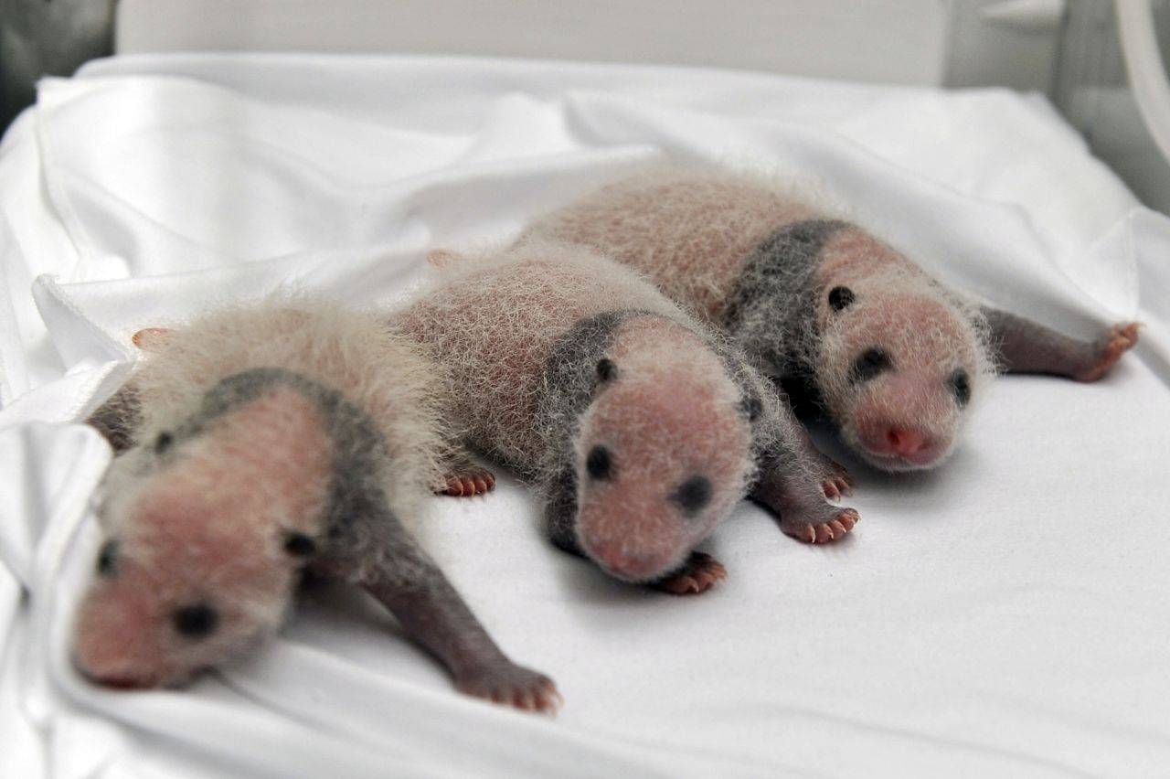 Triplet panda cubs rest in an incubator at the Chimelong Safari Park on August 12, 2014. The cubs, which weighed 83 grams, 90 grams, and 122 grams, respectively, at birth, are thought to be the only living panda triplets in the world.