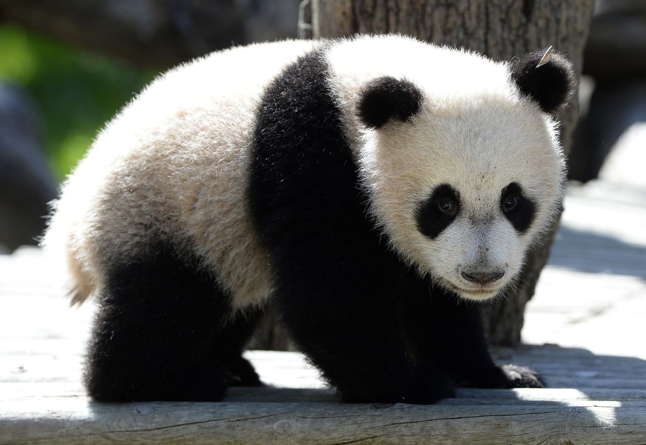 Seven-month-old panda Xing Bao explores his new enclosure at the Zoo Aquarium in Madrid on April 9, 2014.