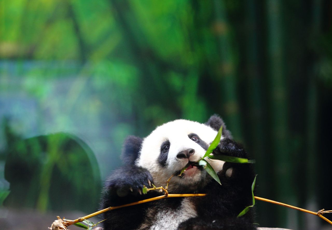 Six month old giant panda cub Long Long eats bamboo in Chimelong Safari Park in Guangzhou in February 16, 2014.