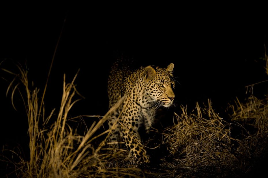 South Africa's night game drives offer the chance to experience wildlife viewing in a unique way.