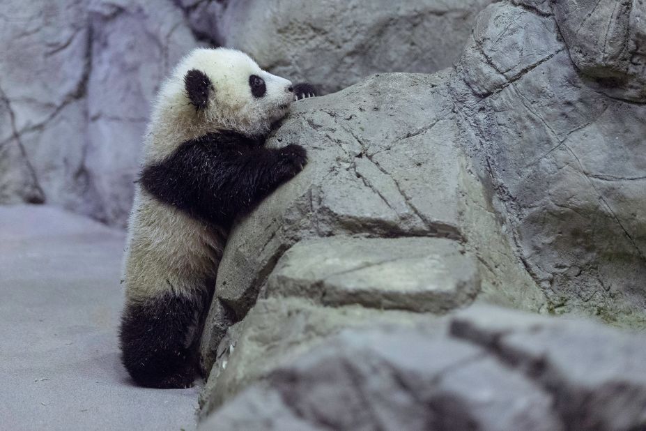 Panda cub Bao Bao plays in the Smithsonian National Zoological Park on January 6, 2014 in Washington, DC.