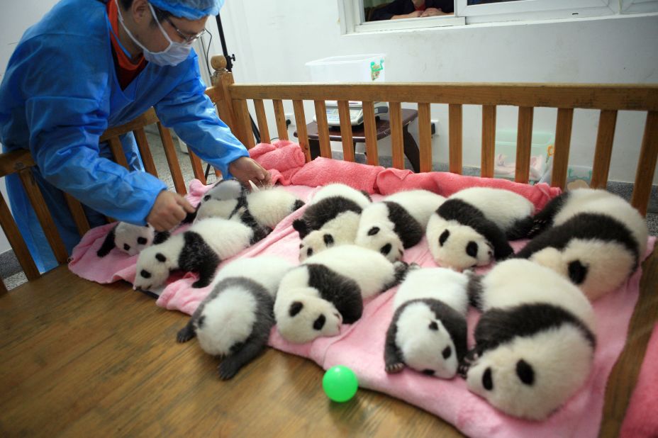 A keeper tucks in a group of panda cubs for a nap at the Chengdu Giant Panda Breeding Center on September 26, 2011.