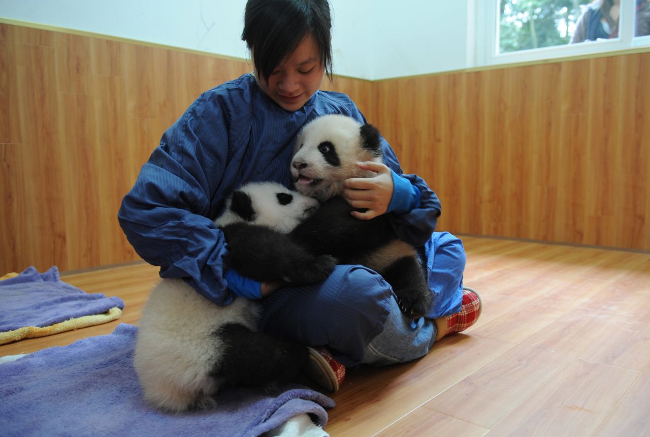 A carer looks after twin panda cubs in China's Sichuan province on October 24, 2008.