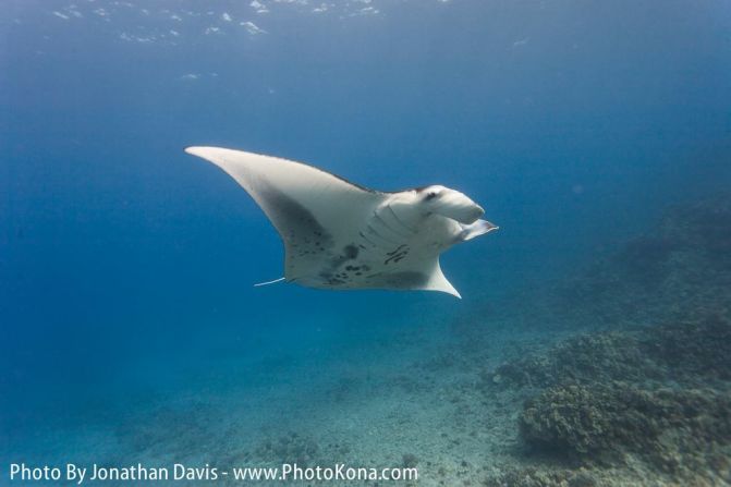 The waters off the Big Island of Hawaii's Kona Coast are known for manta rays. After sunset, dive companies run excursions using underwater lights to attract the harmless rays by drawing plankton to the area. 