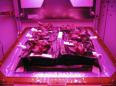 <a href="http://www.nasa.gov/mission_pages/station/research/experiments/863.html" target="_blank" target="_blank">"Veggie," a plant growth chamber, was sent up to the space station</a> in July. The experiment hopes to grow red romaine lettuce inside the "Veggie flight pillow" so that fresh salad can be grown or even recreated on longer missions. Earthbound experiments prior to launch at Kennedy's Space Life Sciences Lab showed off a <a href="http://www.nasa.gov/mission_pages/station/research/news/veggie/#.U-t2yfldV8E" target="_blank" target="_blank">successful crop of lettuce and radishes. </a>