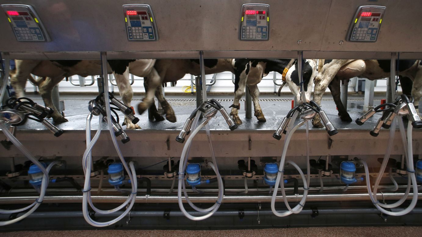 Cows are seen before they are milked at a new dairy farm in the Russian village of Petrovskoye, about 56 miles north of St. Petersburg, on Friday, August 8. Russian President Vladimir Putin recently <a href="http://www.cnn.com/2014/08/06/world/europe/russia-ukraine-crisis/index.html">banned food and agricultural imports</a> from countries that have imposed sanctions against his country.