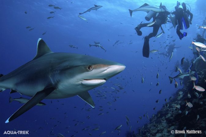 A safe way to swim with man-eaters? Fiji's Shark Reef Marine Park offers divers a rare chance to see bull and occasionally tiger sharks from just meters away.  