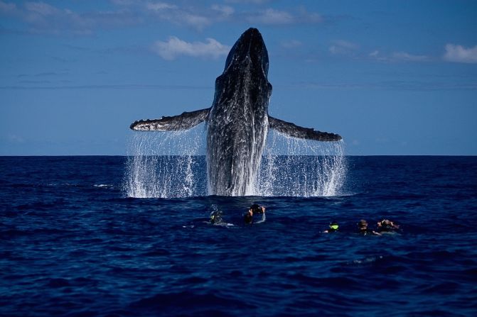 Swimming with the whales in Tonga. Nothing compares with seeing a mother and calf swim by. The sight of humpbacks breaching high out of the water is both terrifying and humbling.