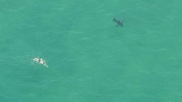 dnt white shark manhattan beach not aggressive_00001621.jpg