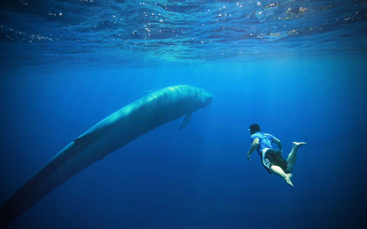 <strong>Blue whale trip (Sri Lanka)</strong>: During this eight-night trip, you'll have a chance to swim with, photograph or simply watch the heaviest animals that ever lived.