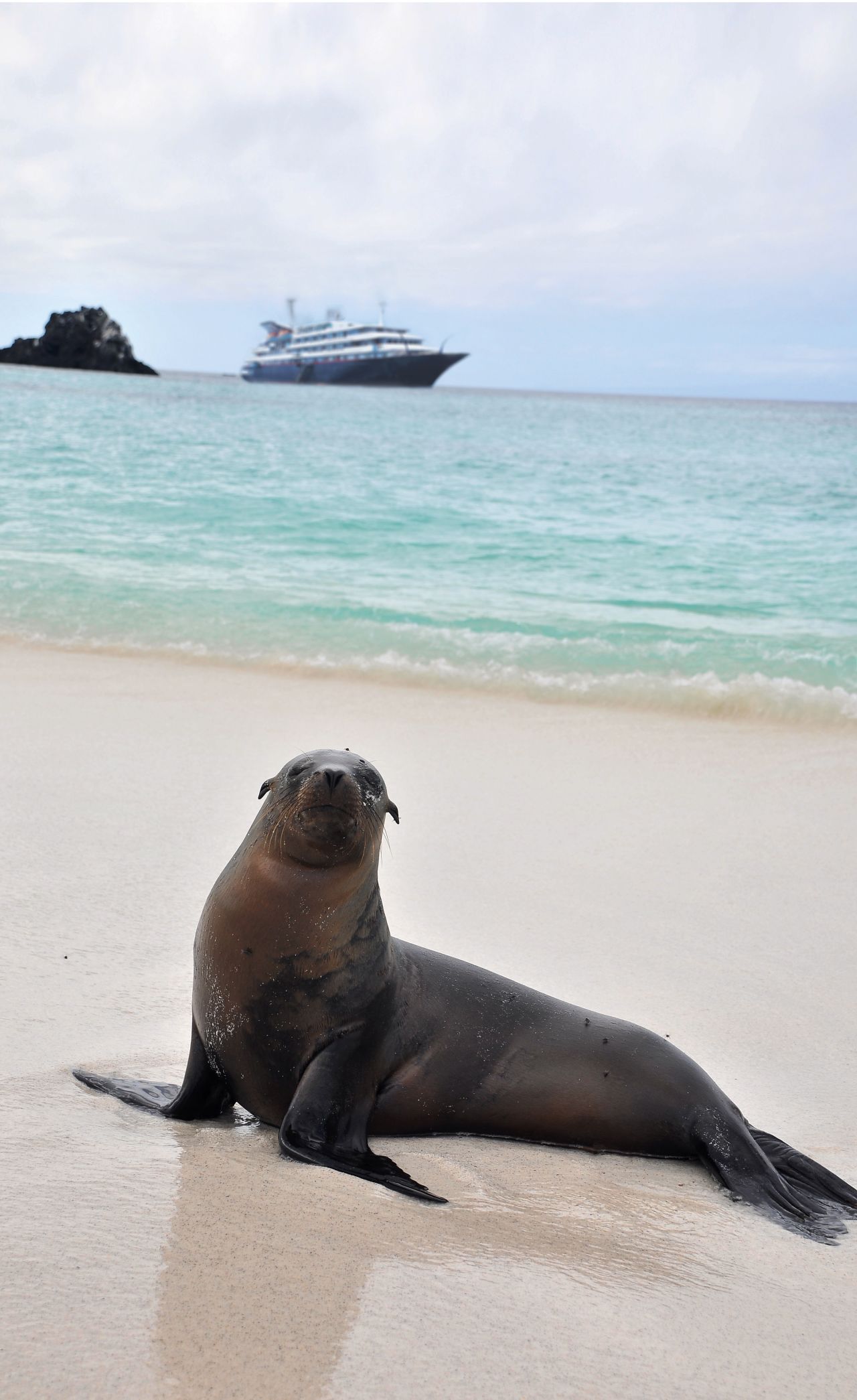<strong>Galapagos cruise (Ecuador)</strong>: Silversea's wildlife experts from the expedition team will be leading your excursions to the islands famous for inspiring Charles Darwin. When not discovering indigenous animals, you can peruse a library of maps, atlases and charts provided by the Royal Geographical Society.