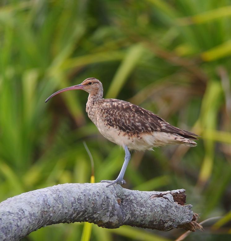 The Bristle-thighed curlew, here spotted on Henderson Island, was first scientifically recorded by James Cook on a visit to Tahiti.