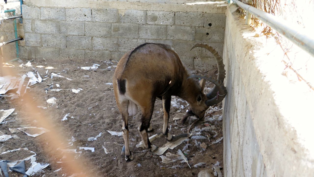 A gazelle wanders in its cage. Its hooves have grown far too long since it is not being cared for. 